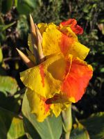 Canna Giant Color Clown